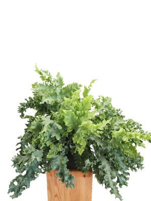 Blaufarn Phlebodium Davana