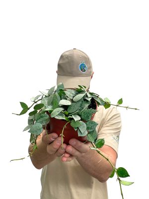 Hoya Krohniana Eskimo