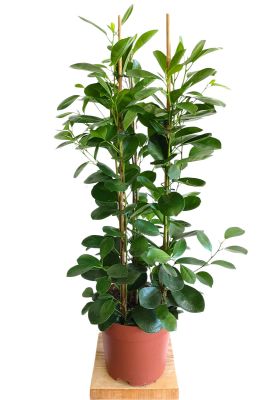 Ficus Microcarpa Moclame