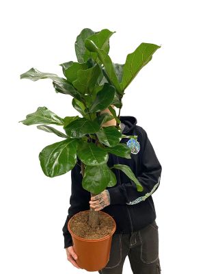 Geigenfeige Ficus lyrata Verzweigt