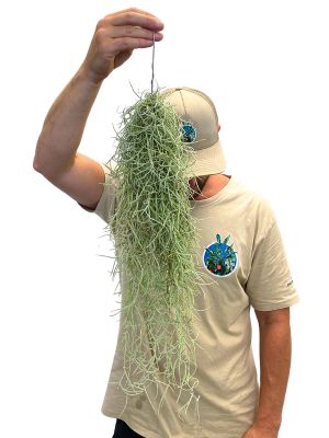 Tillandsia Usneoides