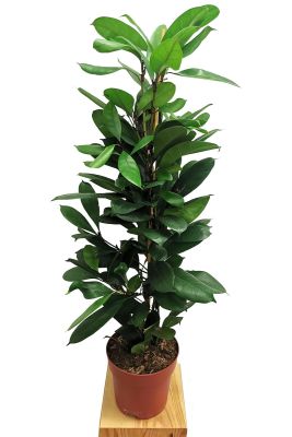 Ficus Cyathistipula