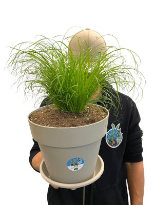 Echtes Katzengras Cyperus Alternifolius Bio