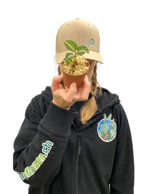 Juwelorchidee Anoectochilus Siamensis x Roxburghii