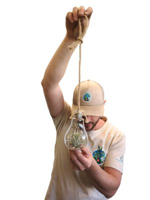 Hänger - Tillandsia Glas Lampe