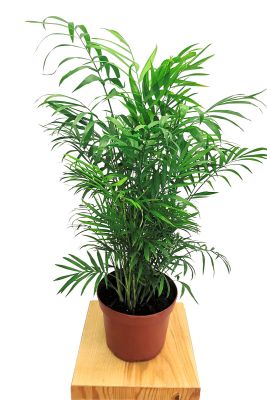 Bergpalme Chamaedorea Elegans