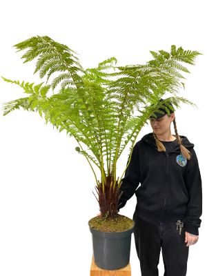 Baumfarn Dicksonia Antarctica XL