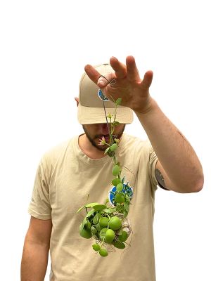 Snaily Schneckenhaus- Pflanze Lose