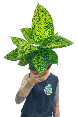 Dieffenbachia Reflector