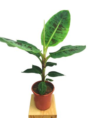 Zimmerbanane Musa Dwarf Cavendish