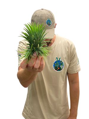 Tillandsia Ionantha