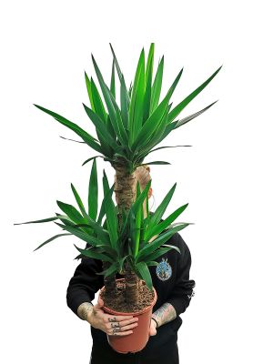 Palmlilie Yucca Elephantipes