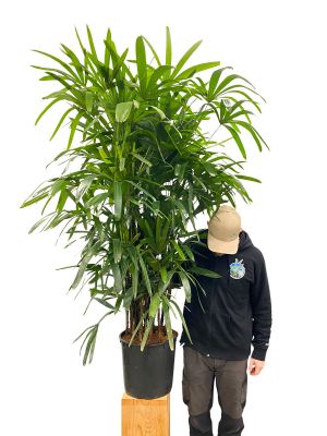 Steckenpalme Rhapis Excelsa - Gross