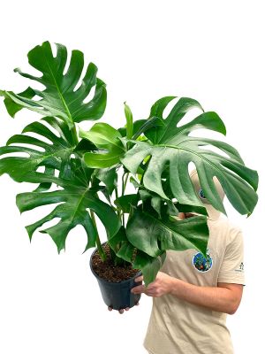 Monstera Deliciosa