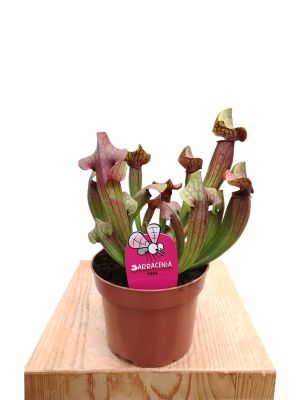 Schlauchpflanze Sarracenia Tess