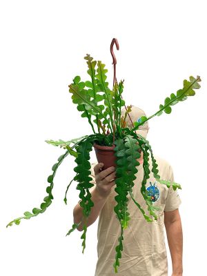Hänger - Sägeblattkaktus Epiphyllum Anguliger