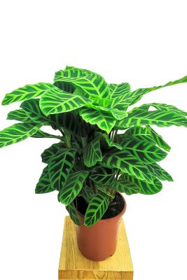 Calathea Zebrina
