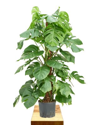 Hydro - Monstera deliciosa Moosstab