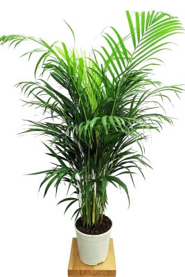 Areca Goldfruchtpalme 100-120cm