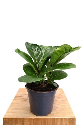 Baby Geigenfeige Ficus lyrata