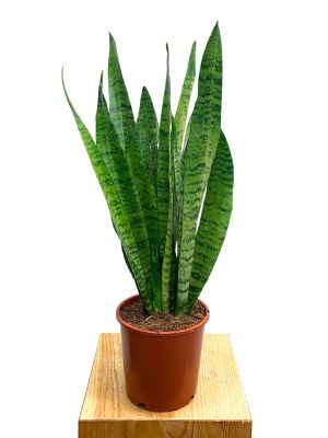 Bogenhanf Sansevieria Zeylanica