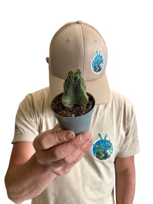 Crassula Buddha's Temple