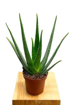 Echte Aloe Vera Bio