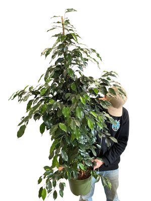 Birkenfeige Ficus Benjamina Danielle