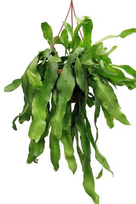 Hänger - Blattkaktus Epiphyllum pumilum