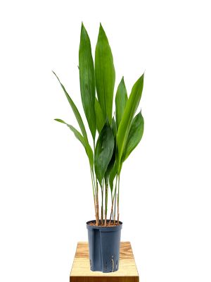 Hydro -  Schusterpalme Aspidistra Elatior