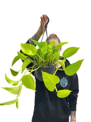 Hänger - Epipremnum Golden Pothos