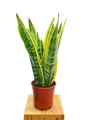 Bogenhanf Sansevieria Laurentii