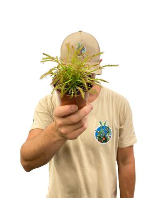 Sonnentau Drosera Capensis