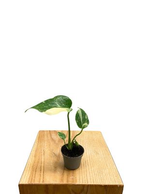 Baby Monstera Thai Constellation