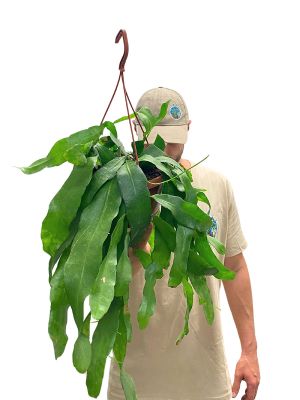 Hänger - Blattkaktus Epiphyllum Pumilum