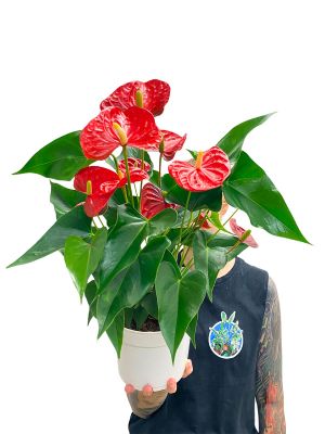 Anthurium Karma Red