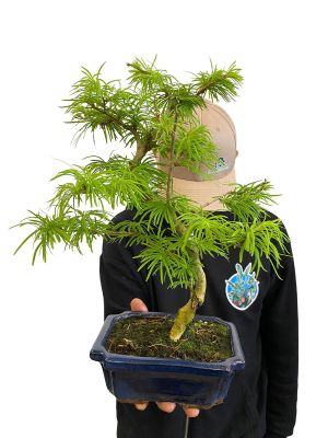 Bonsai Goldlärche Pseudolarix Amabilis
