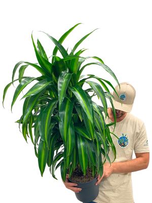 Dracaena Hawaiian Sunshine Verzweigt