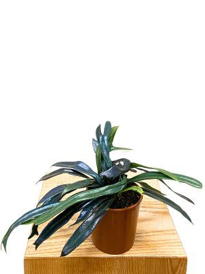 Microsorum thailandicum
