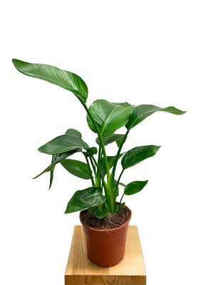 Strelitzia Nicolai