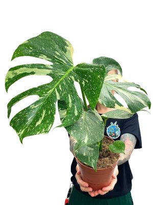 Monstera Thai Constellation