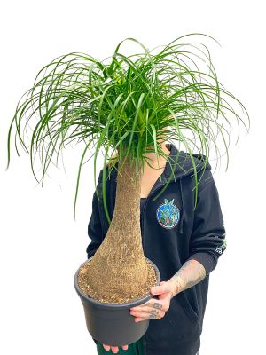 Elefantenfuss Beaucarnea Recurvata - Ø23 cm