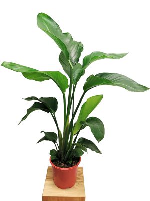 Strelitzia Nicolai