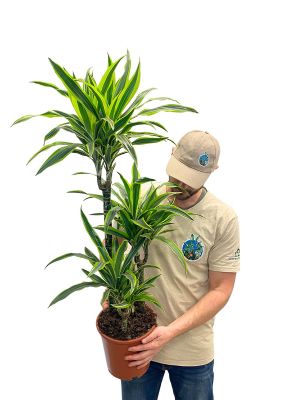 Dracaena Lemon Lime