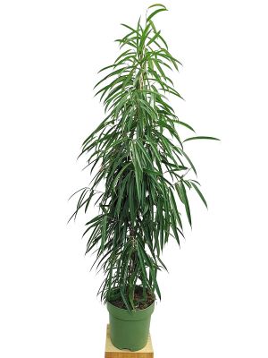 Ficus bi Alii