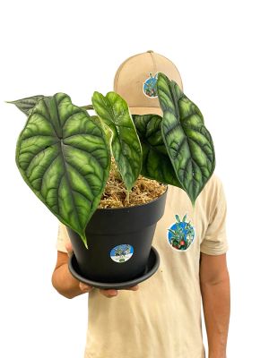 Alocasia Dragon Scale