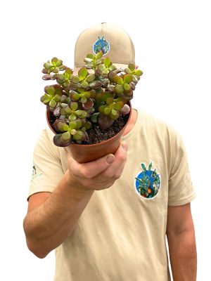 Geldbaum Crassula Ovata Minor