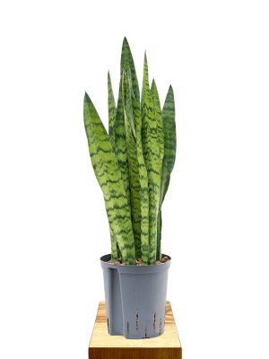 Hydro - Bogenhanf Sansevieria zeylanica