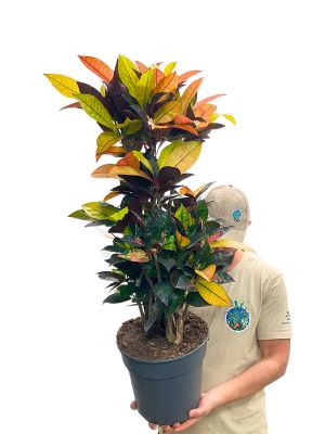 Wunderstrauch Mrs Iceton Verzweigt