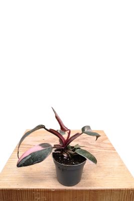 Baby Philodendron Pink Princess
